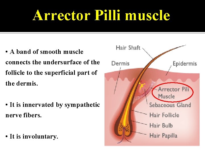 Arrector Pilli muscle • A band of smooth muscle connects the undersurface of the