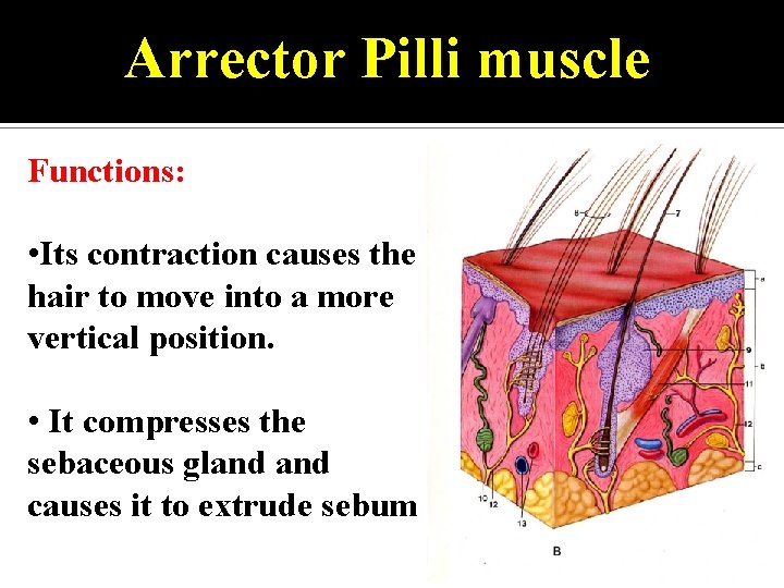 Arrector Pilli muscle Functions: • Its contraction causes the hair to move into a