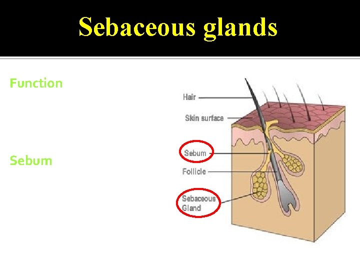 Sebaceous glands Function It secrets sebum to oil (lubricate) hair and skin. Sebum An