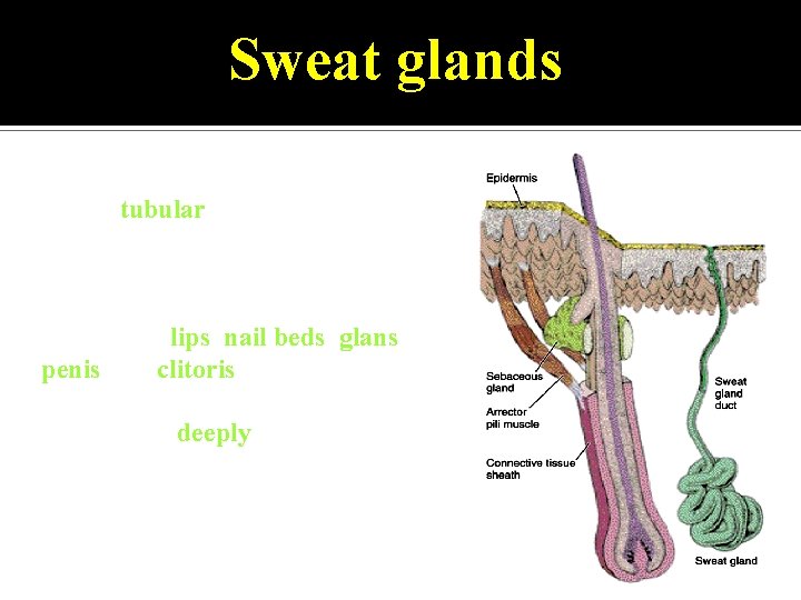 Sweat glands • long tubular glands with deep coiled part. • All over the