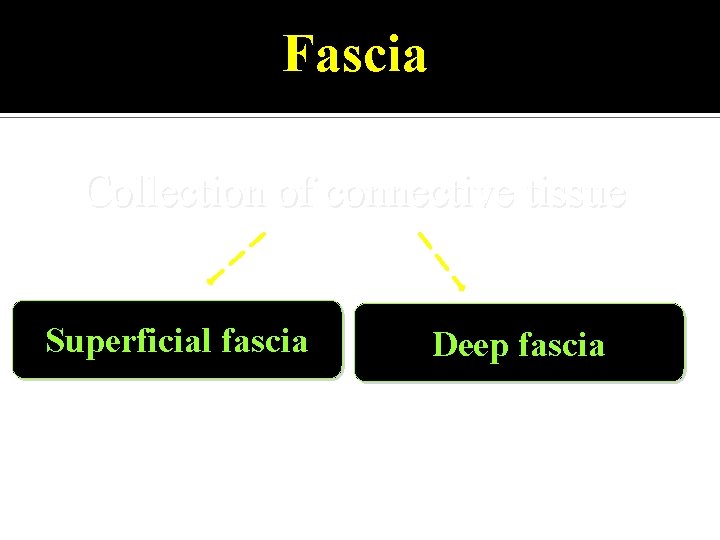 Fascia Collection of connective tissue Superficial fascia Deep fascia 