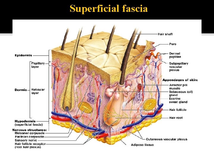 Superficial fascia 