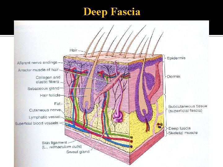 Deep Fascia 