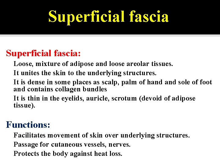 Superficial fascia: • • Loose, mixture of adipose and loose areolar tissues. It unites