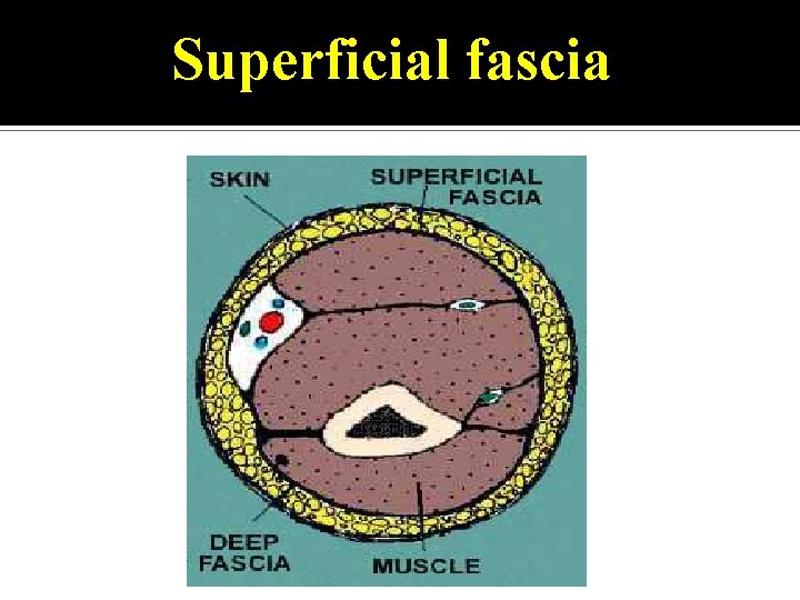 Superficial fascia 