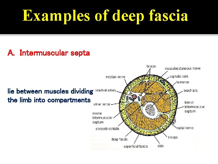 Examples of deep fascia A. Intermuscular septa lie between muscles dividing the limb into