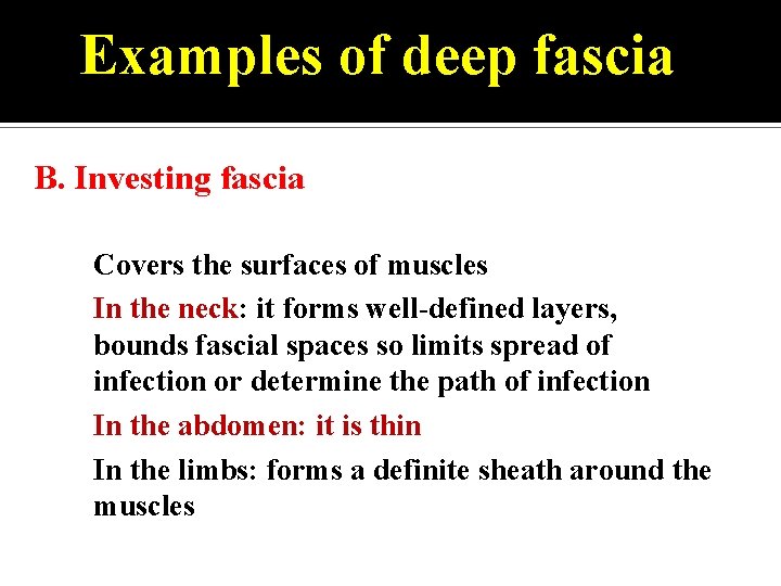 Examples of deep fascia B. Investing fascia • • Covers the surfaces of muscles