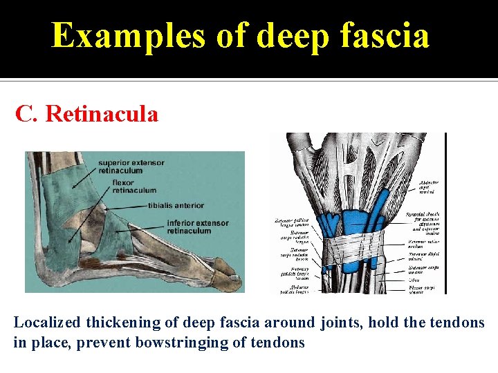 Examples of deep fascia C. Retinacula Localized thickening of deep fascia around joints, hold