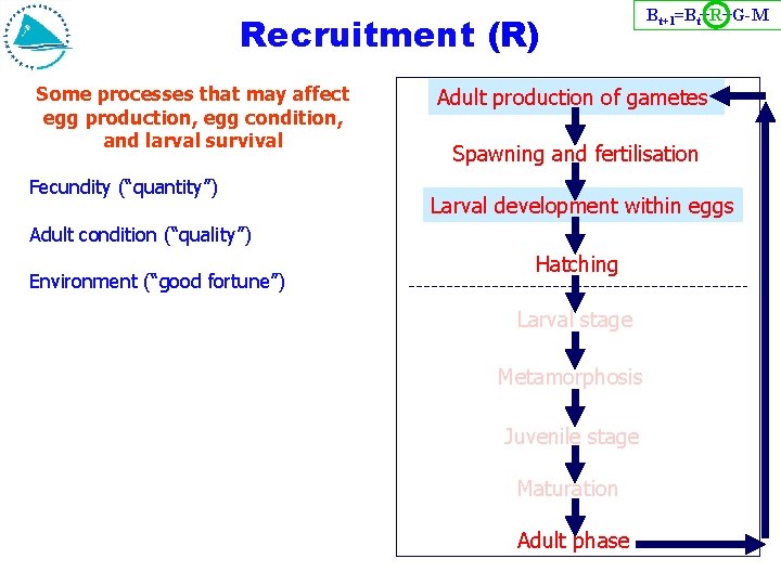 Recruitment (R) Some processes that may affect egg production, egg condition, and larval survival