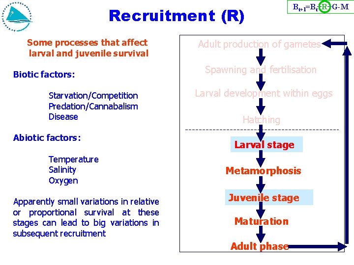 Recruitment (R) Some processes that affect larval and juvenile survival Biotic factors: Starvation/Competition Predation/Cannabalism