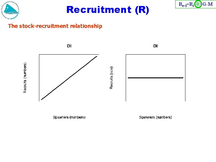 Recruitment (R) The stock-recruitment relationship Bt+1=Bt+R+G-M 