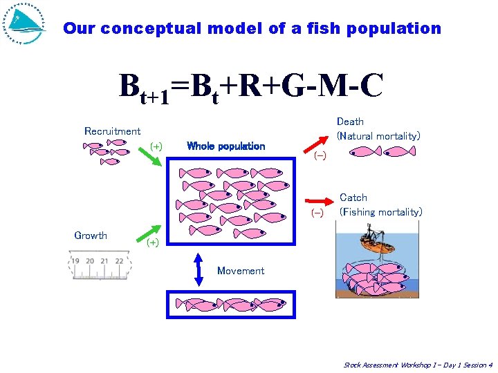 Our conceptual model of a fish population Bt+1=Bt+R+G-M-C Death (Natural mortality) Recruitment (+) Whole