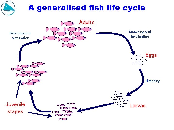 A generalised fish life cycle Adults Reproductive maturation Spawning and fertilisation Eggs Hatching Juvenile