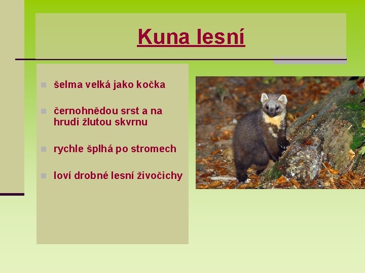 Kuna lesní n šelma velká jako kočka n černohnědou srst a na hrudi žlutou