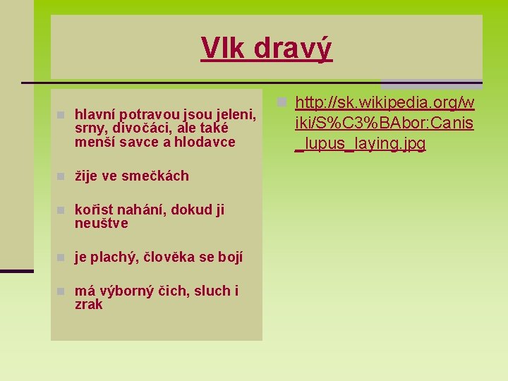 Vlk dravý n hlavní potravou jsou jeleni, srny, divočáci, ale také menší savce a