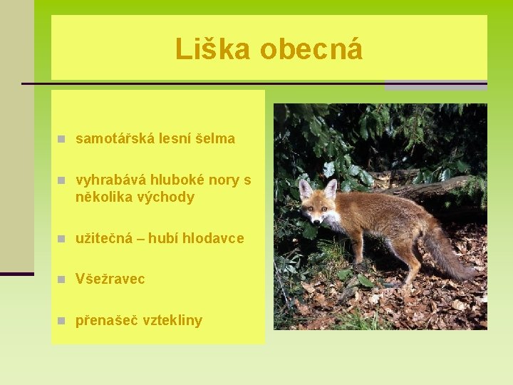 Liška obecná n samotářská lesní šelma n vyhrabává hluboké nory s několika východy n