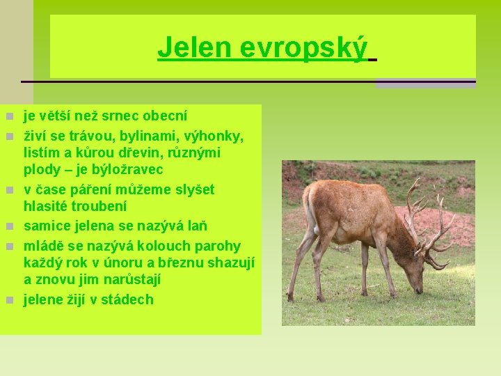 Jelen evropský n je větší než srnec obecní n živí se trávou, bylinami, výhonky,