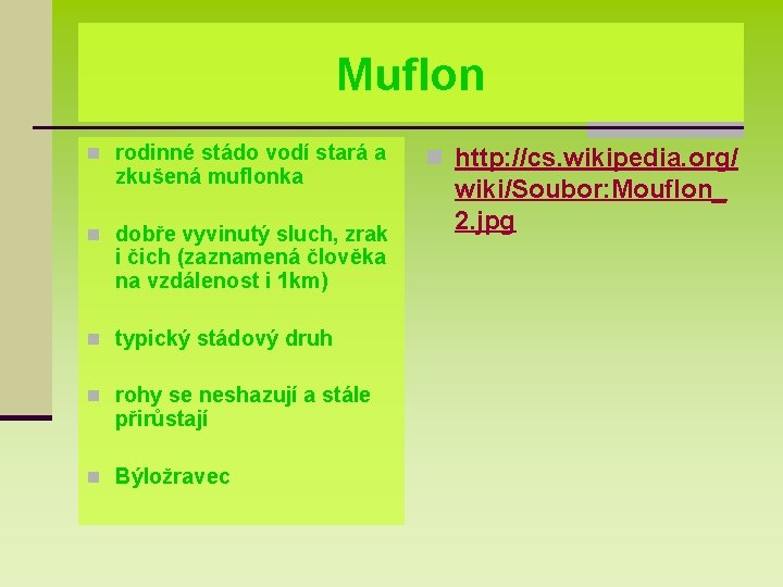 Muflon n rodinné stádo vodí stará a zkušená muflonka n dobře vyvinutý sluch, zrak