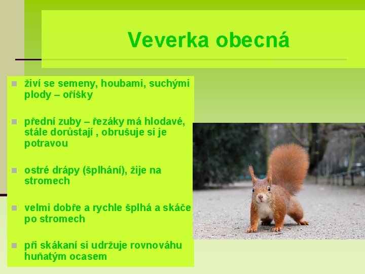 Veverka obecná n živí se semeny, houbami, suchými plody – oříšky n přední zuby