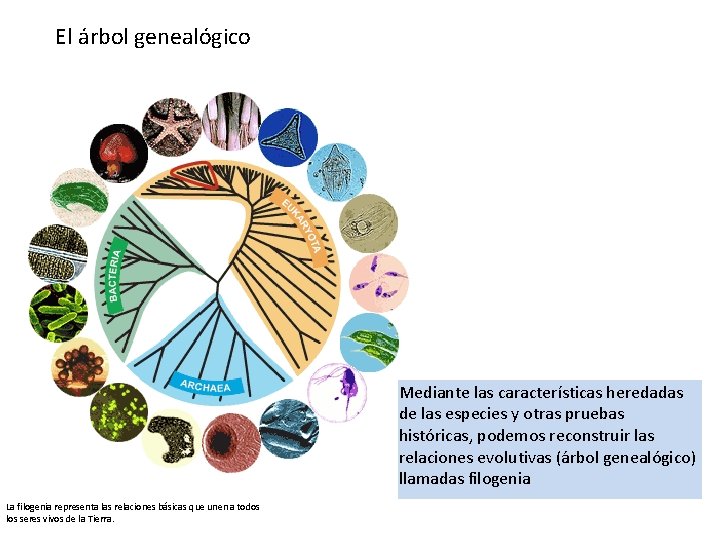 El árbol genealógico Mediante las características heredadas de las especies y otras pruebas históricas,