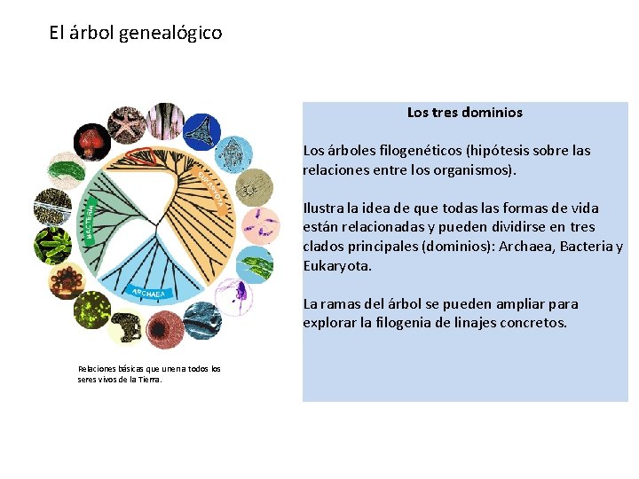 El árbol genealógico Los tres dominios Los árboles filogenéticos (hipótesis sobre las relaciones entre