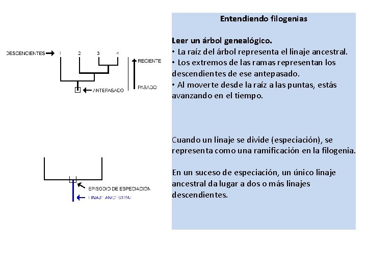 Entendiendo filogenias Leer un árbol genealógico. • La raíz del árbol representa el linaje