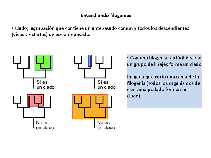 Entendiendo filogenias • Clado; agrupación que contiene un antepasado común y todos los descendientes
