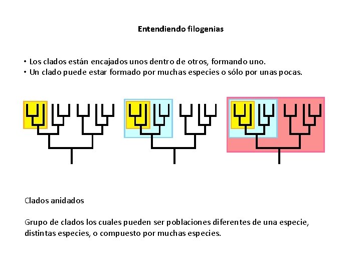 Entendiendo filogenias • Los clados están encajados unos dentro de otros, formando uno. •