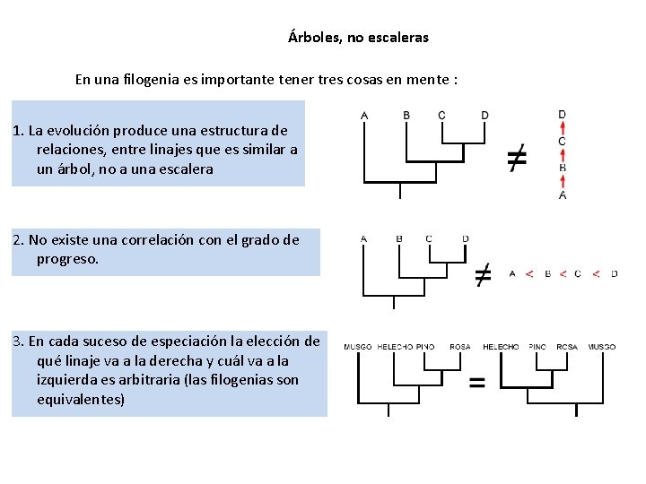 Árboles, no escaleras En una filogenia es importante tener tres cosas en mente :