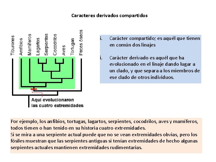 Caracteres derivados compartidos i. Carácter compartido; es aquél que tienen en común dos linajes