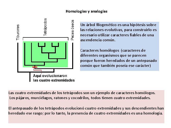 Homologías y analogías Un árbol filogenético es una hipótesis sobre las relaciones evolutivas, para