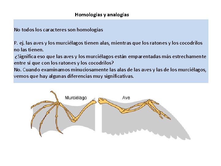 Homologías y analogías No todos los caracteres son homologías P. ej. las aves y