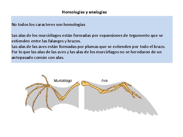 Homologías y analogías No todos los caracteres son homologías Las alas de los murciélagos