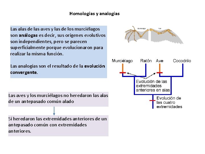 Homologías y analogías Las alas de las aves y las de los murciélagos son