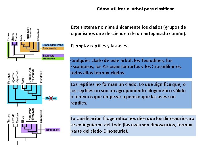 Cómo utilizar el árbol para clasificar Este sistema nombra únicamente los clados (grupos de