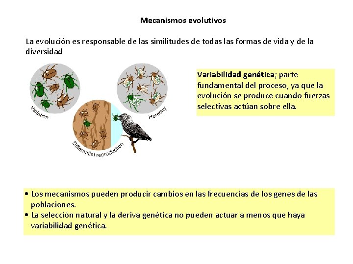 Mecanismos evolutivos La evolución es responsable de las similitudes de todas las formas de