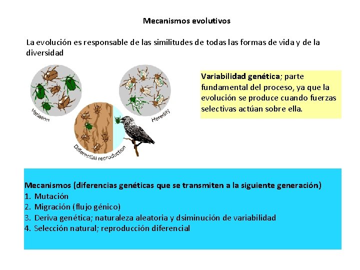 Mecanismos evolutivos La evolución es responsable de las similitudes de todas las formas de