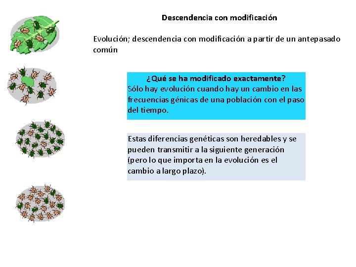 Descendencia con modificación Evolución; descendencia con modificación a partir de un antepasado común ¿Qué