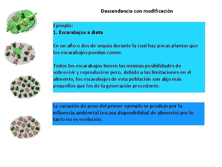 Descendencia con modificación Ejemplo: 1. Escarabajos a dieta En un año o dos de