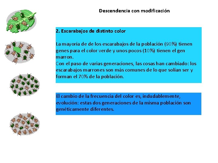 Descendencia con modificación 2. Escarabajos de distinto color La mayoría de de los escarabajos