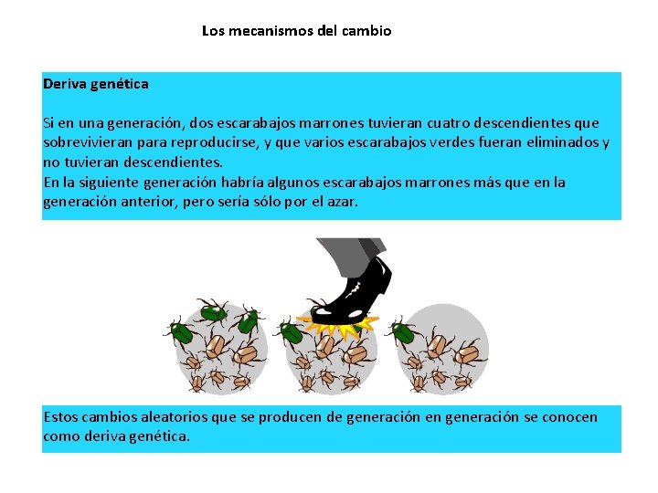 Los mecanismos del cambio Deriva genética Si en una generación, dos escarabajos marrones tuvieran