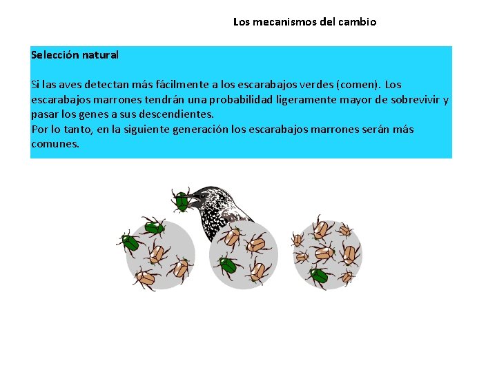 Los mecanismos del cambio Selección natural Si las aves detectan más fácilmente a los
