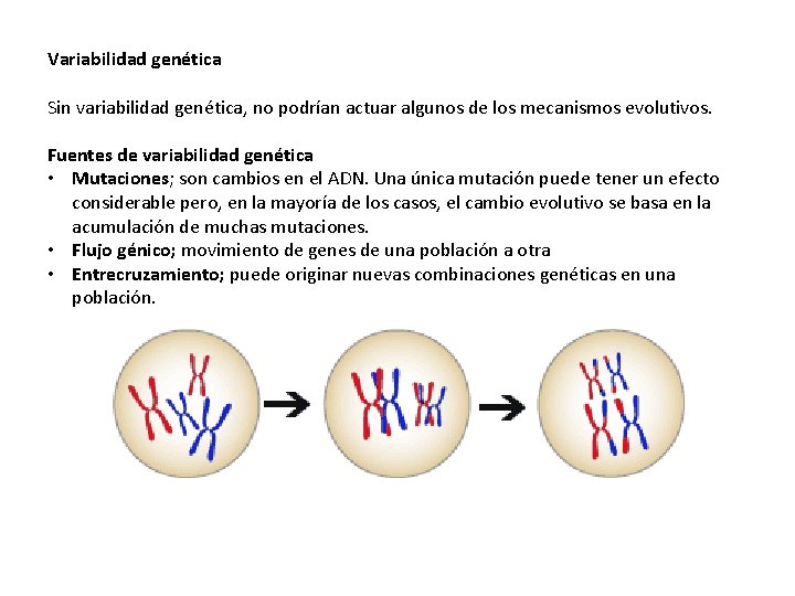 Variabilidad genética Sin variabilidad genética, no podrían actuar algunos de los mecanismos evolutivos. Fuentes