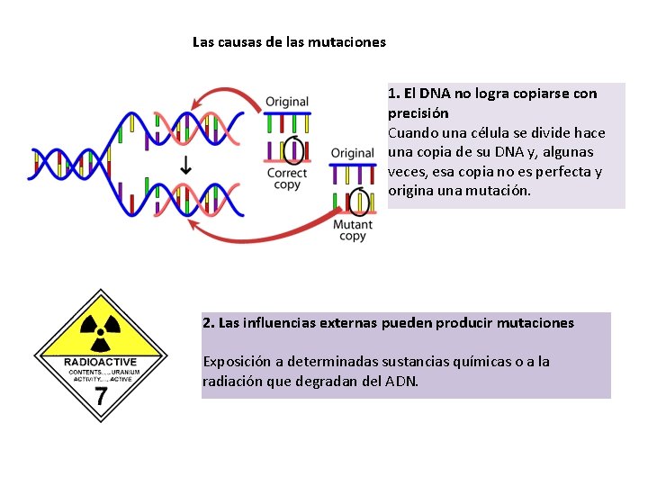 Las causas de las mutaciones 1. El DNA no logra copiarse con precisión Cuando