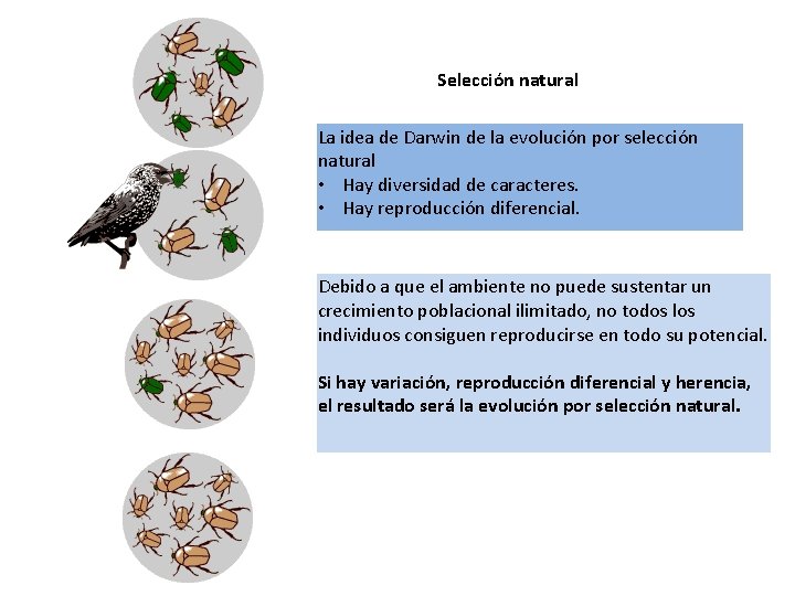Selección natural La idea de Darwin de la evolución por selección natural • Hay