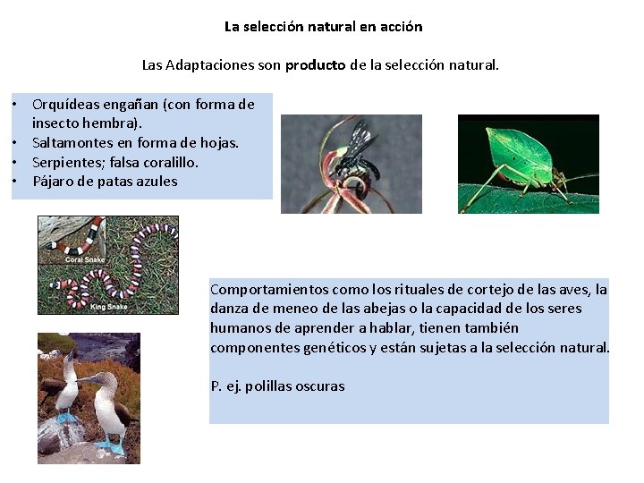 La selección natural en acción Las Adaptaciones son producto de la selección natural. •