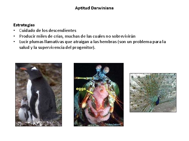 Aptitud Darwiniana Estrategias • Cuidado de los descendientes • Producir miles de crías, muchas