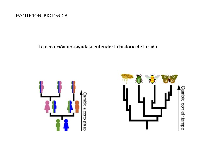 EVOLUCIÓN BIOLOGICA La evolución nos ayuda a entender la historia de la vida. 