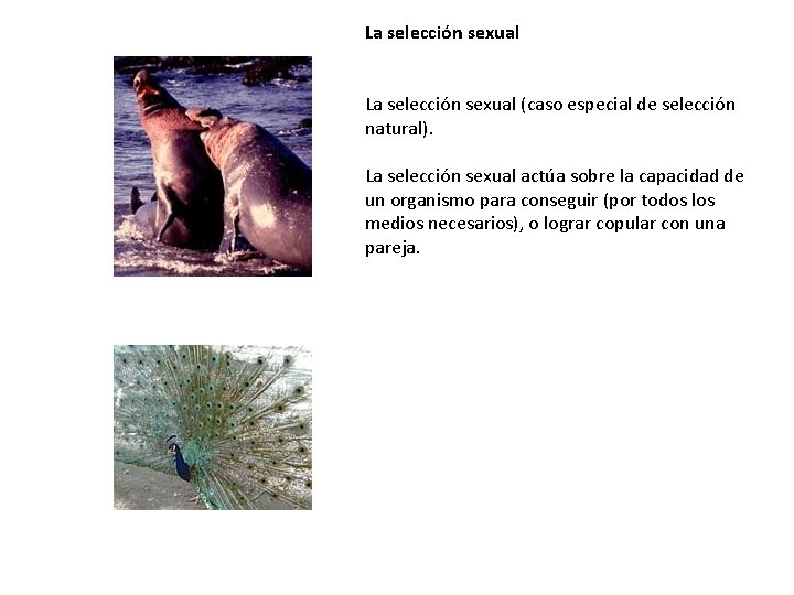 La selección sexual (caso especial de selección natural). La selección sexual actúa sobre la