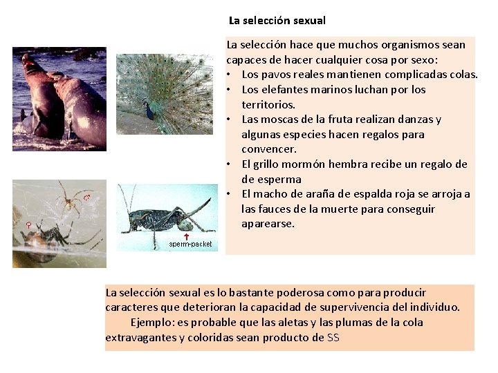 La selección sexual La selección hace que muchos organismos sean capaces de hacer cualquier